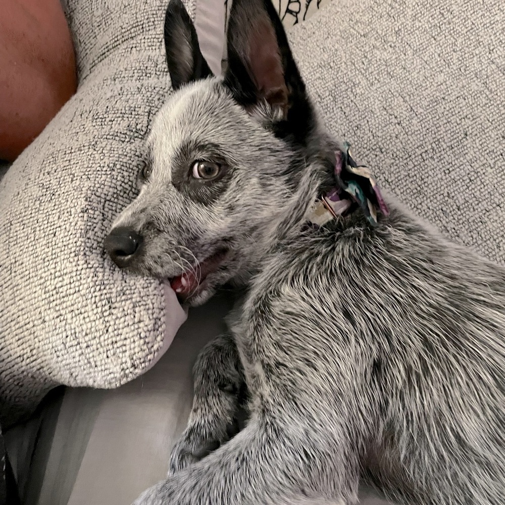 Meet your Posher, Sierra